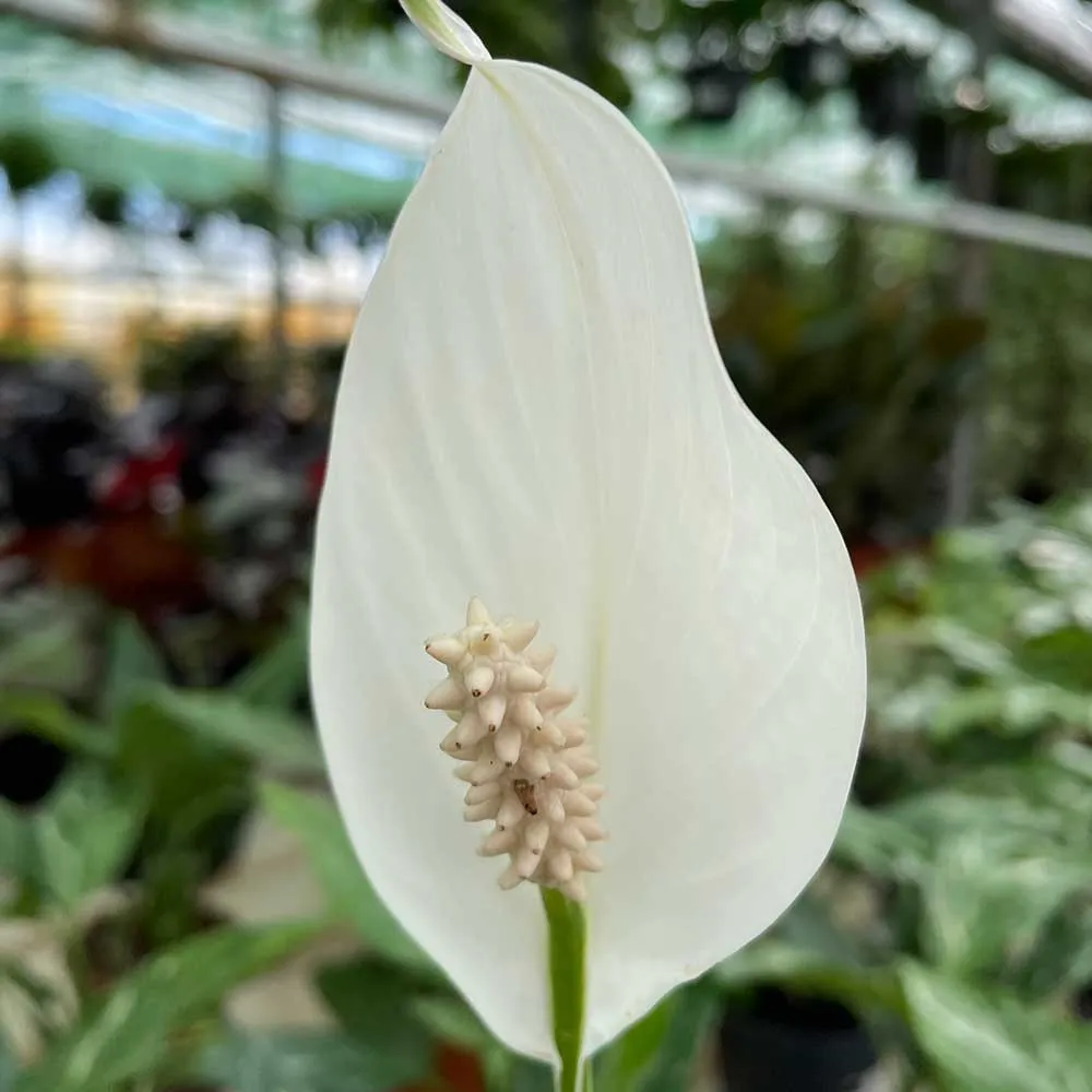 25 - 30cm Peace Lily Spathiphyllum 9cm Pot House Plant